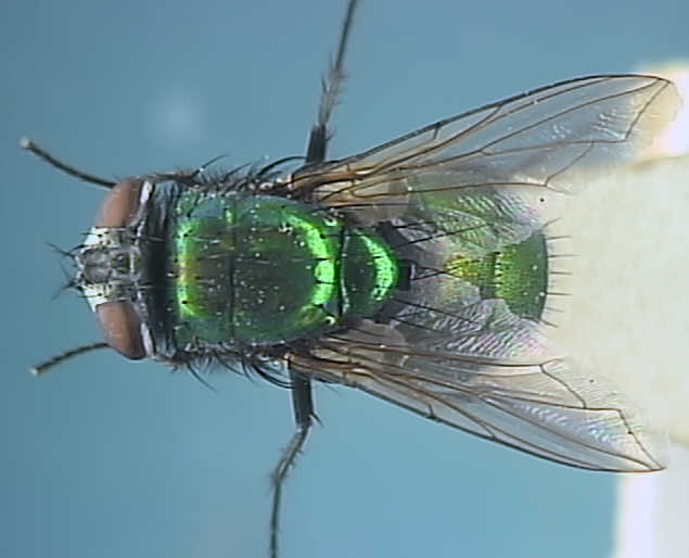 Lucilia sericata